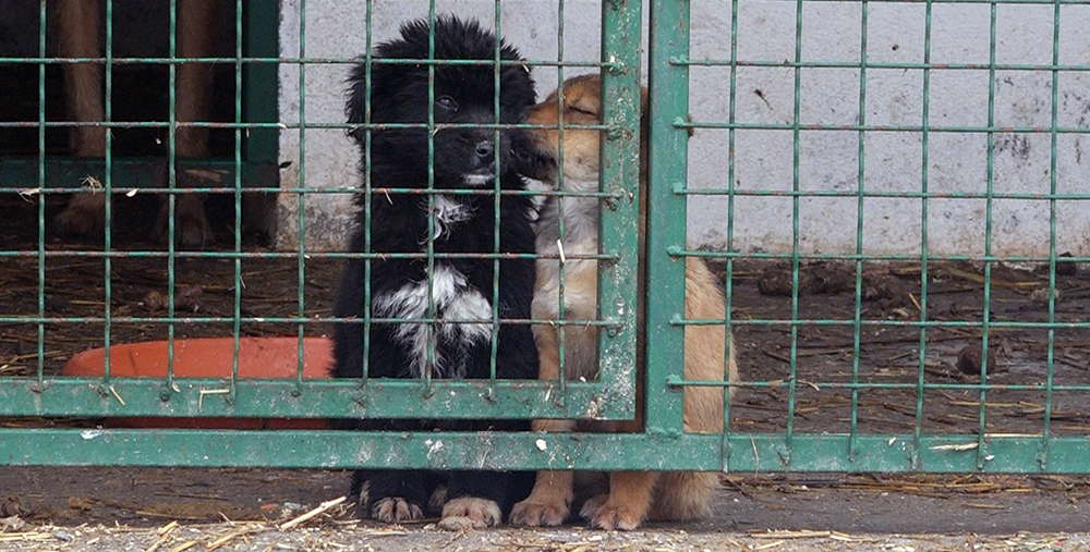 Azil za pse i mačke