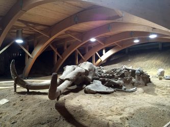 Fosili mamuta na lokalitetu Viminacium, Braničevski okrug