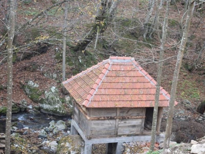 Vodenicavampirafoto zeljko dulanovic 880x495