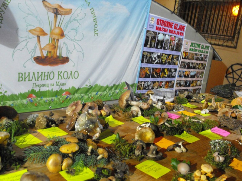 29983464 980548248788212 8312150367956873881 o 800x600