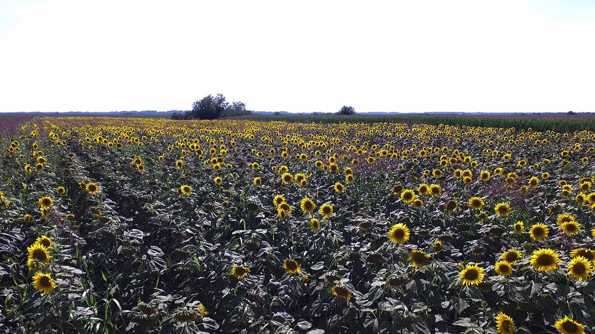 Suncokret 20 jul