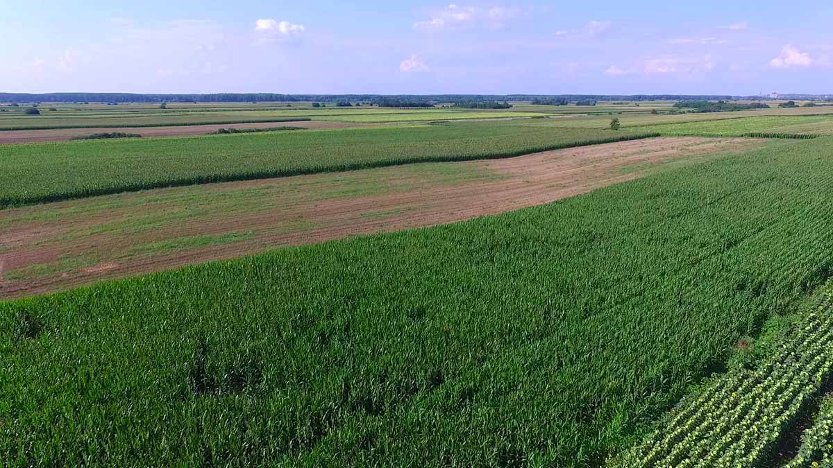 Suncokret i kukuruy dron 20 jul