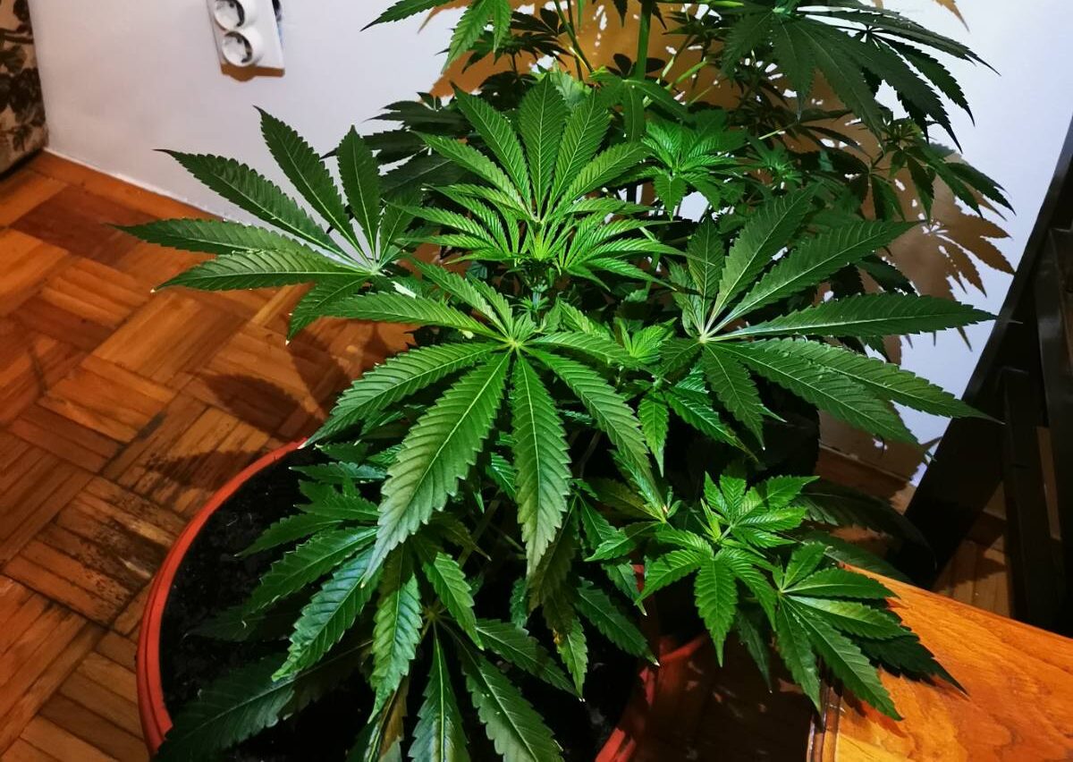 Policija droga