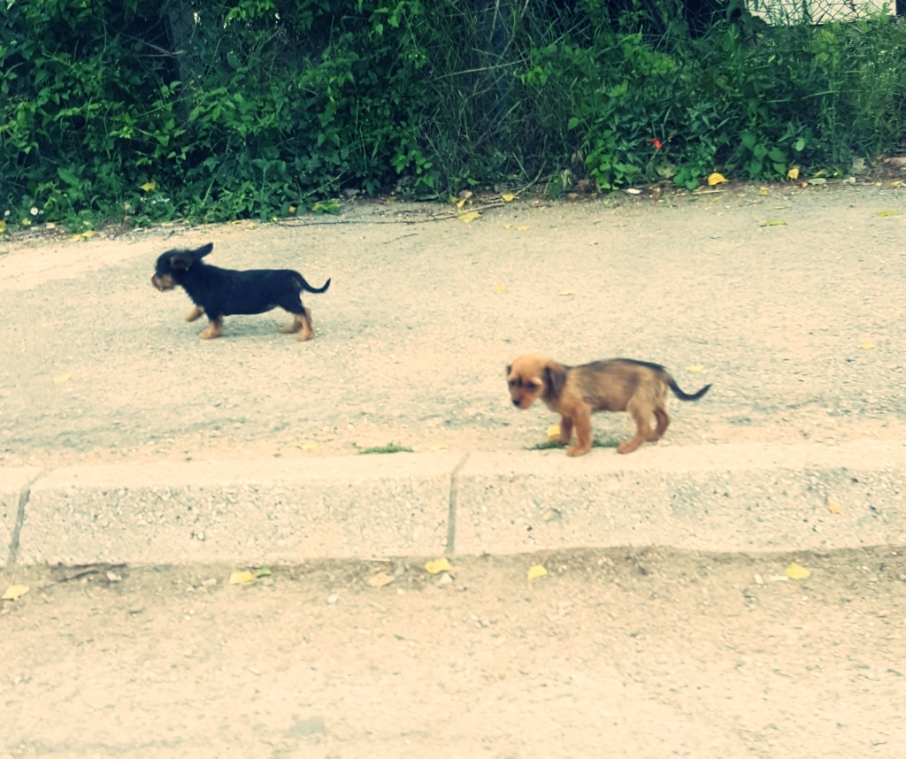 Dva kučeta pas psi štenci