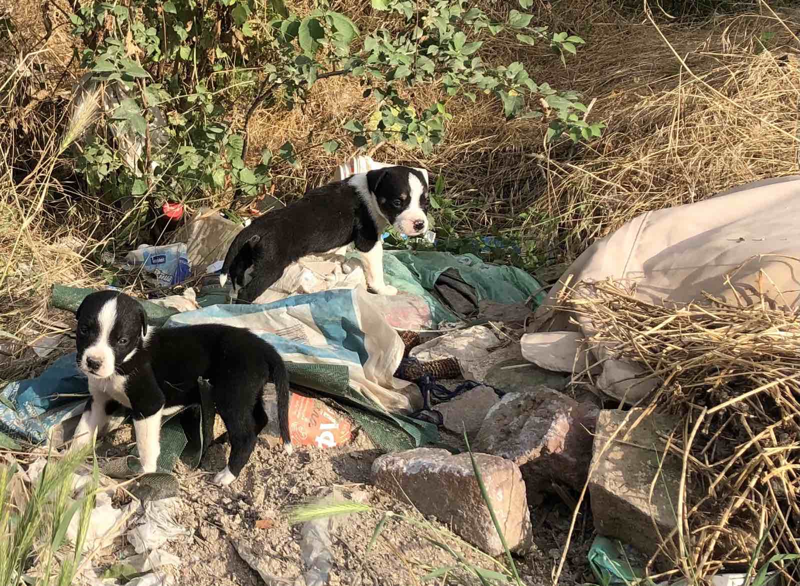 IMG 472caa3c5fd5a747b1ae4ef3e2b82931 V