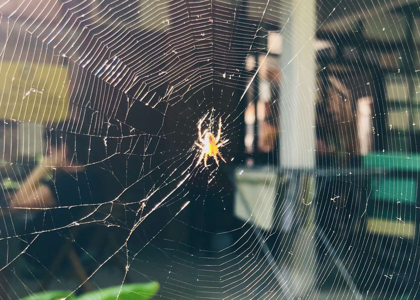 IMG 95f86f31419539671530c49979aa468e V