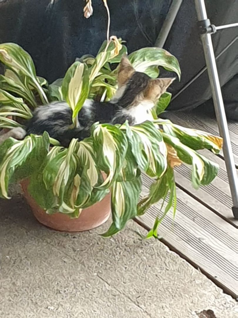 IMG dd8b6303a23f7982d635ae63d956dacd V