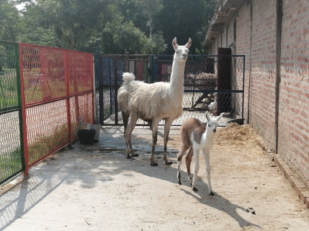 Ljubičevo: Stigao podmladak, zoo-vrt sada još veća atrakcija za decu (FOTO)