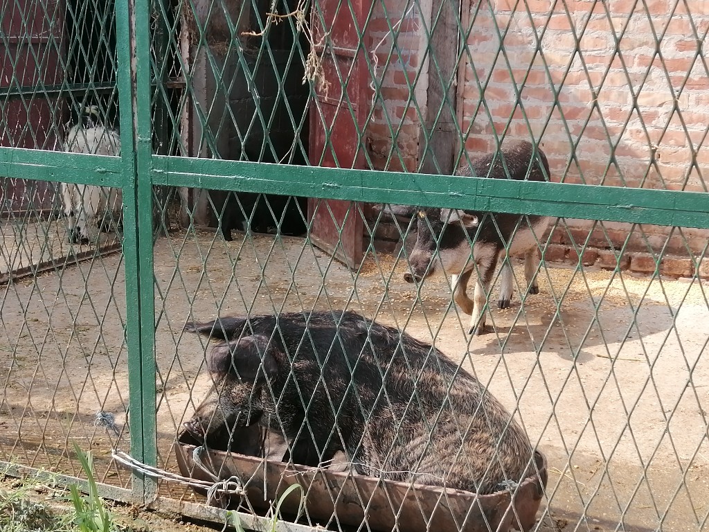 Ljubičevo: Stigao podmladak, zoo-vrt sada još veća atrakcija za decu (FOTO)