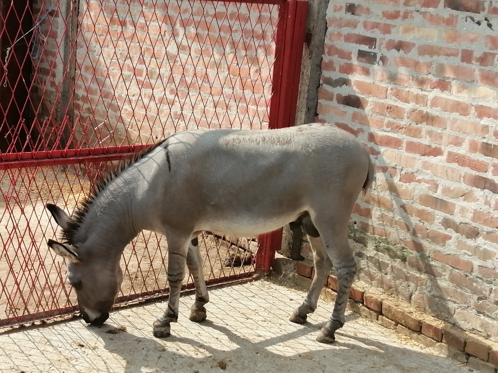 Ljubičevo: Stigao podmladak, zoo-vrt sada još veća atrakcija za decu (FOTO)