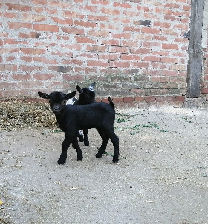 Ljubičevo: Stigao podmladak, zoo-vrt sada još veća atrakcija za decu (FOTO)