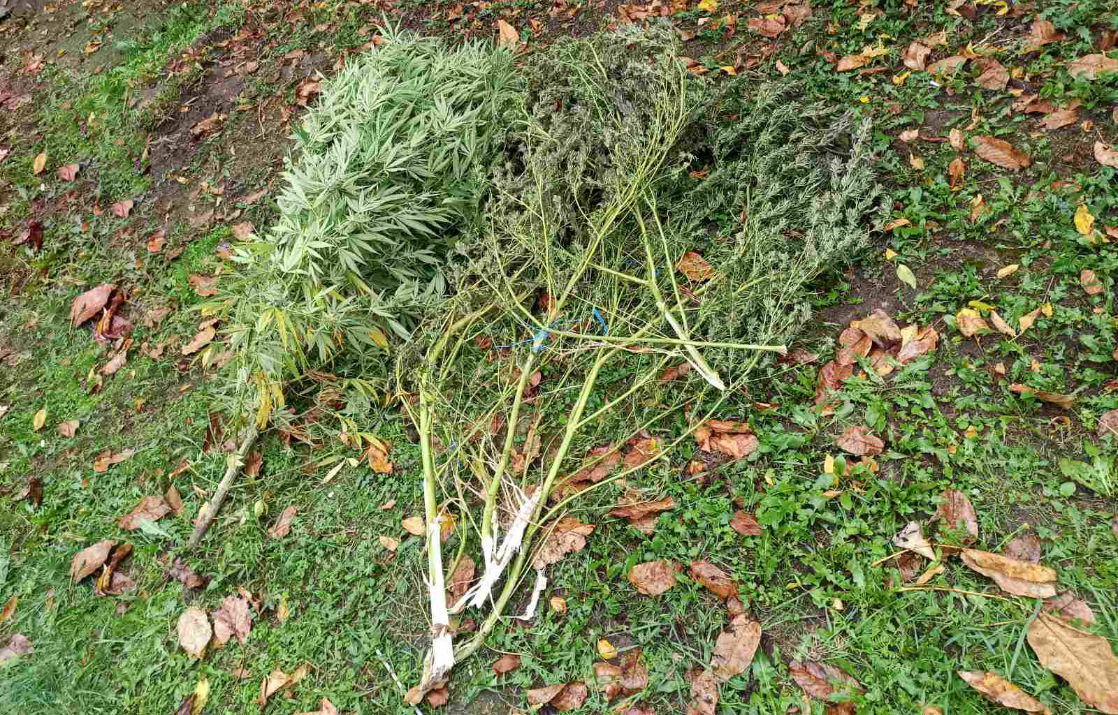 Droga u okolini Golupca FOTO