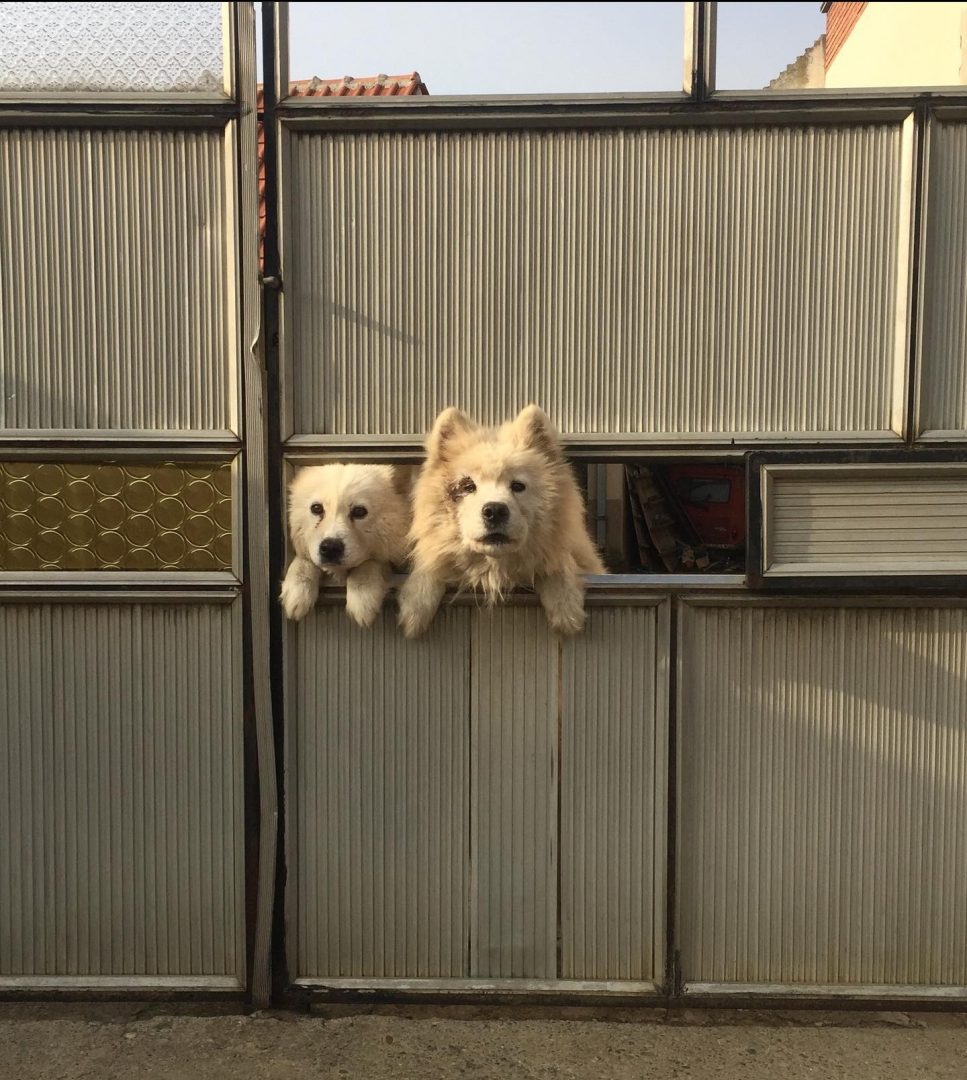 Fotografija dana psi klicevac