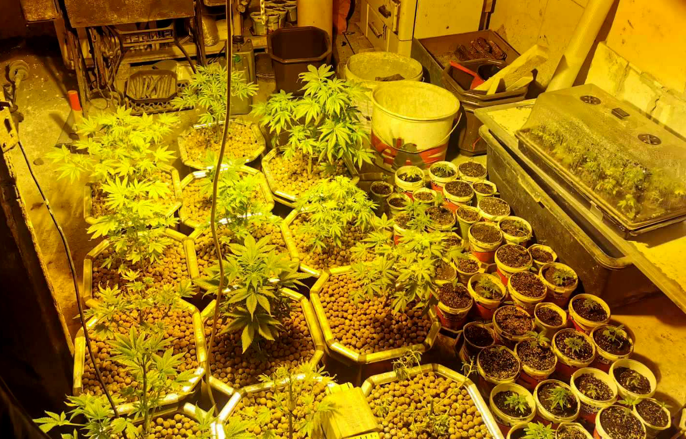 Policija je u okolini Žabara pronašla improvizovanu laboratoriju za proizvodnju marihuane