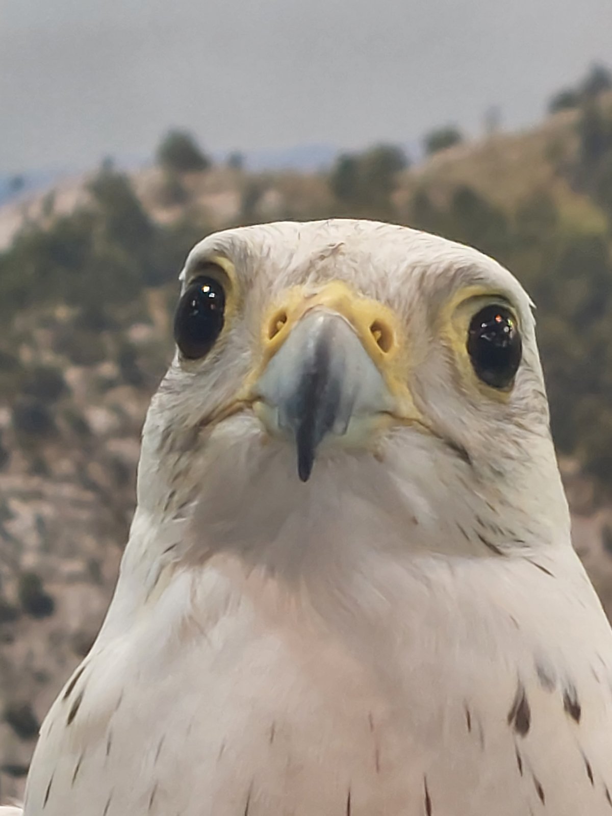 IMG 36073f1c583d63945f6b1fc5493920e6 V