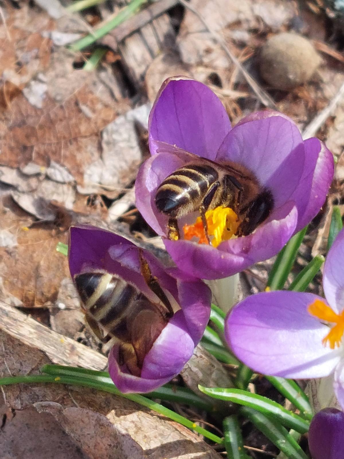 IMG 8ac6277f67e8674058babc56cc57c779 V