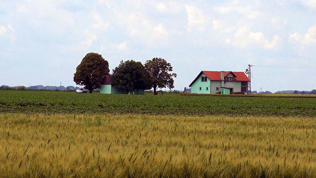 Poljoprivreda polje žito