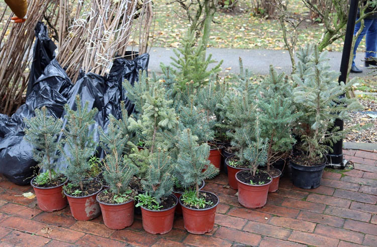 Podela Sadnica Veliko Gradiste 02