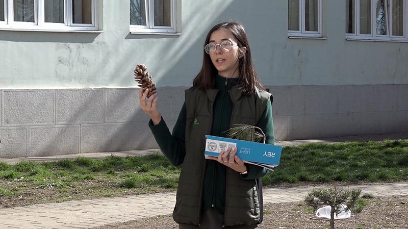 Dositej bor sadnica 02