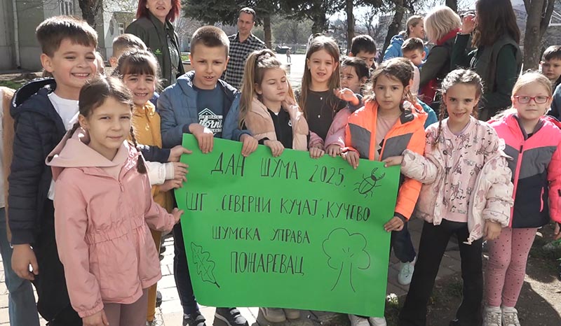 Dositej bor sadnica 03