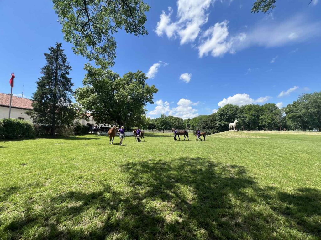 svecano krstenje zdrebadi u ergeli ergela ljubicevo konji