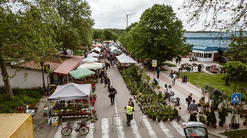 Dani cveca kostolac 2025 01