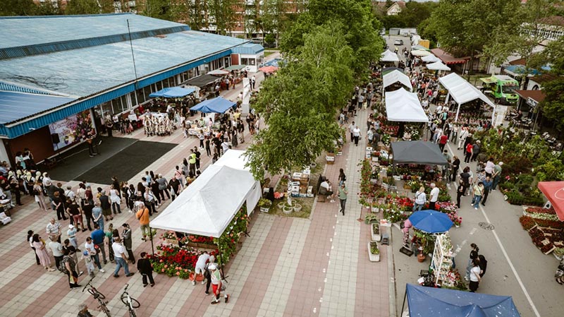 Dani cveca kostolac 2025 02