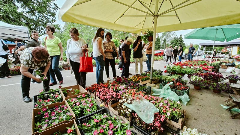 Dani cveca kostolac 2025 03