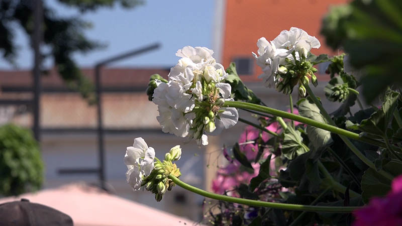 Festival cveća 2025 03