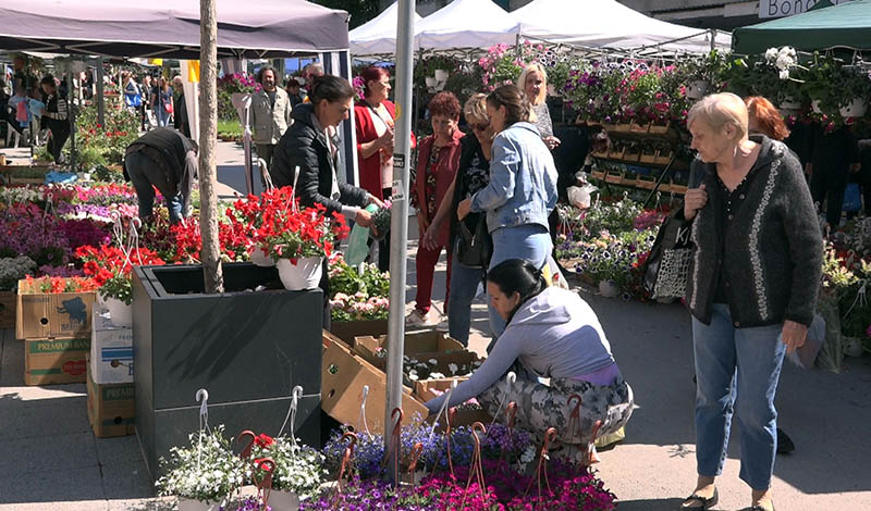 Festival cveća 2025 05