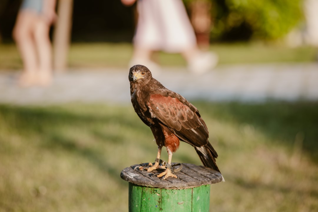 520651033 1161357522691437 8668463249015654217 n