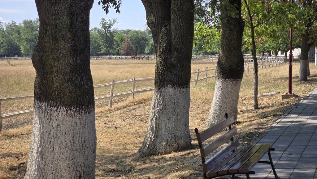 Ljubicevo vreme leto 003