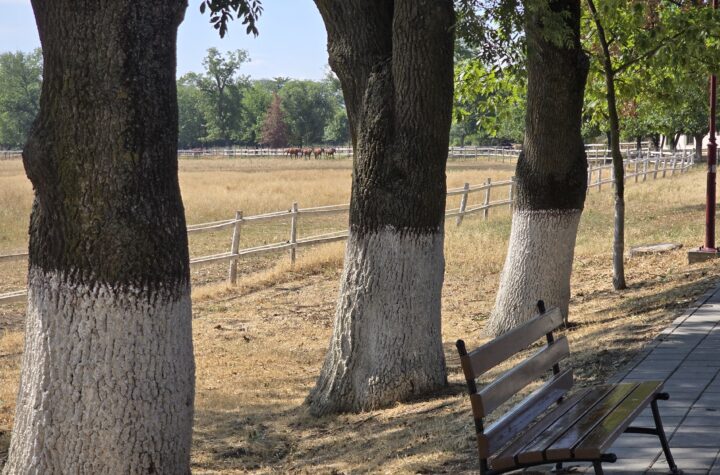 Ljubicevo vreme leto 003