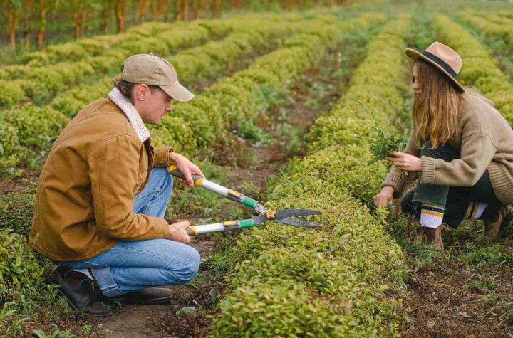 Ljudi orezivanje biljke