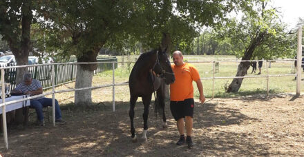Izloćba konja hip 2025 02