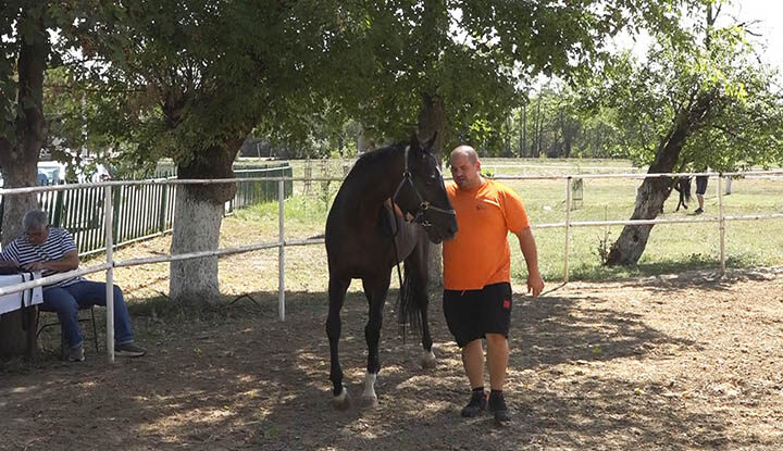 Izloćba konja hip 2025 02