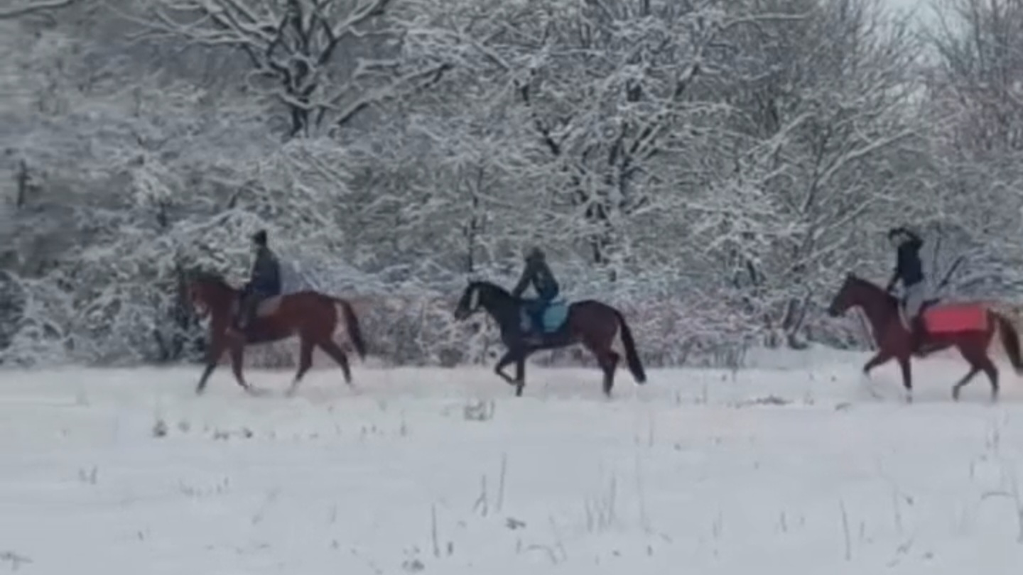 Ergela ljubicevo 60117