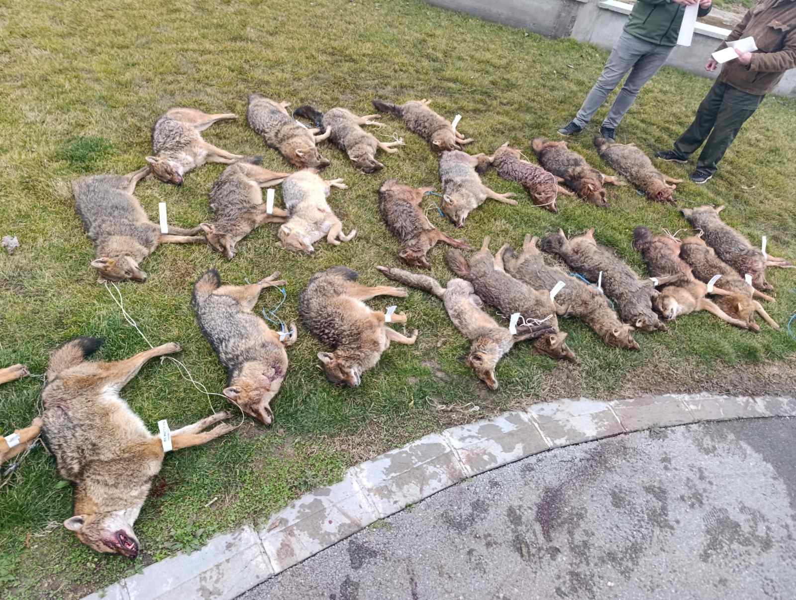 IMG 198ca32cb6308348889d7996925e30e1 V