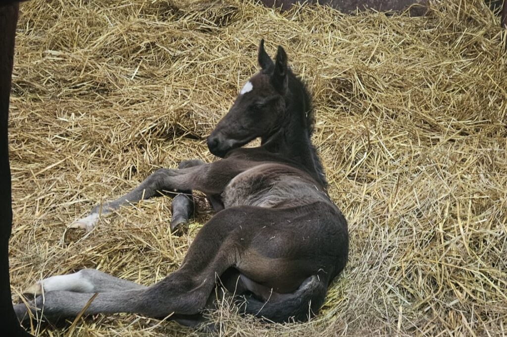 IMG 20260212 WA0000(1)