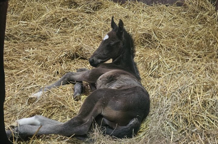 IMG 20260212 WA0000(1)