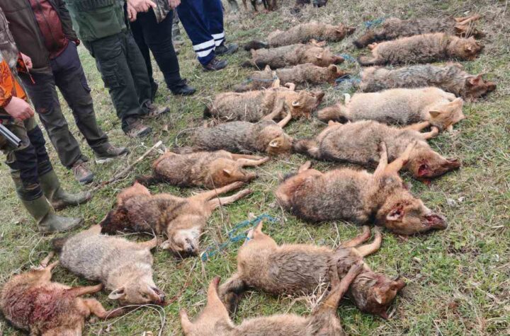 IMG bd2a6537948d3ea14233721e66222925 V