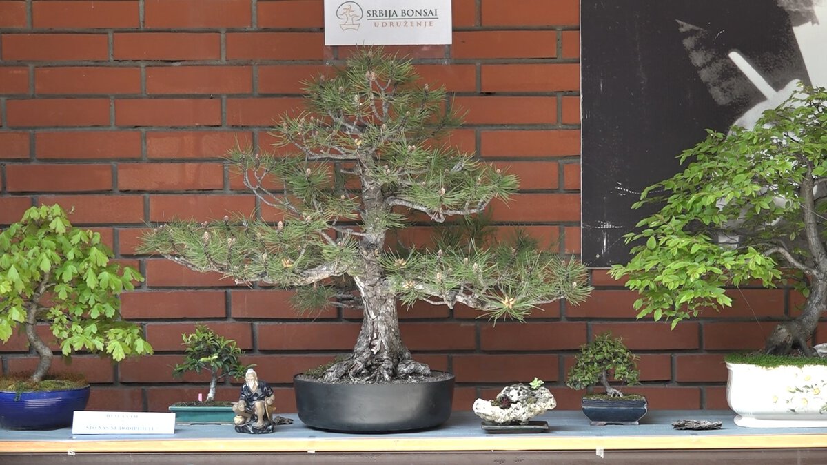 Bonsai drvo u saksiji na izložbi, okruženo manjim biljkama i ukrasnim predmetima.