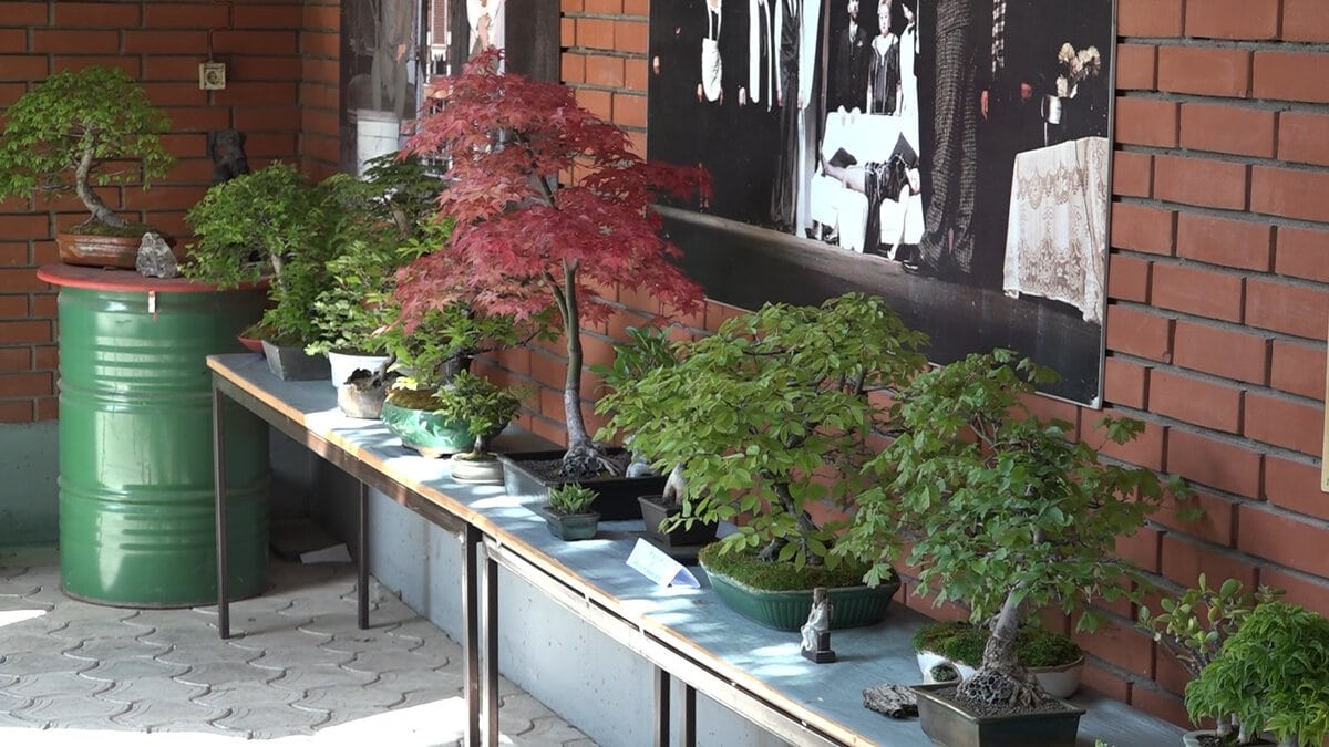 Ukrasne biljke i bonsai drveće na izložbi u Požarevcu.