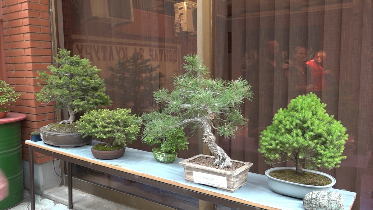 Bonsai drveće na izlogu, ukrasni biljni aranžmani.