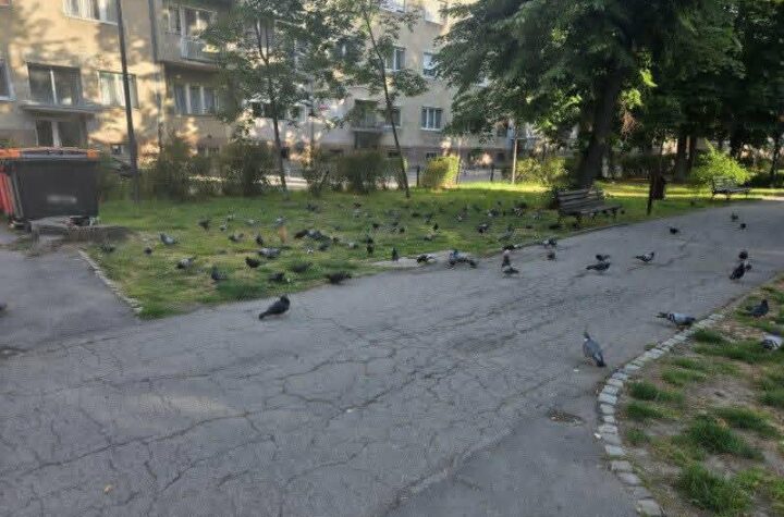 Apel građanima: Ne hranite golubove u Gradskom parku