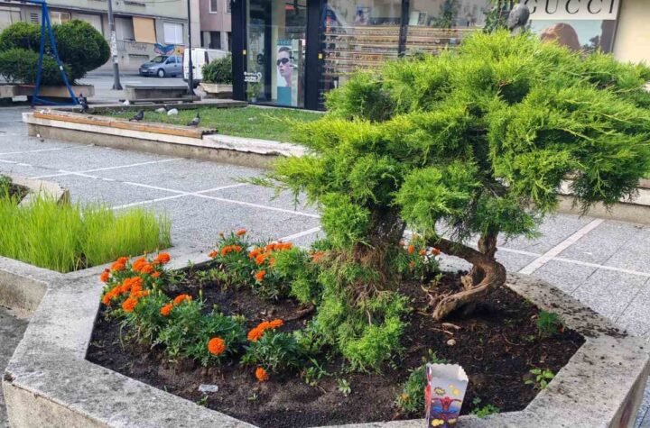 Komunalne službe apeluju: Ne uništavajte cveće i javne zelene površine