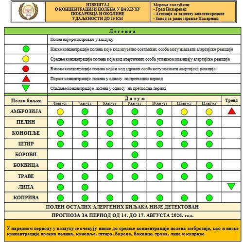 Ambrozija u porastu: Povećana koncentracija polena u vazduhu na području Požarevca