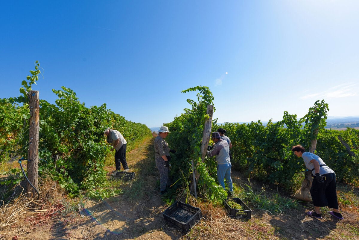 Vinarija Milojević vinogradi