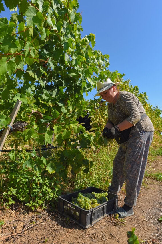 Vinogradi vinarije Milojevic